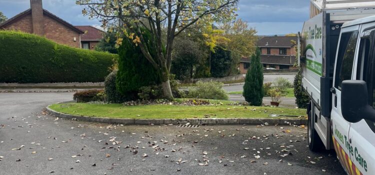 Expert Tree Pruning in Weston Park