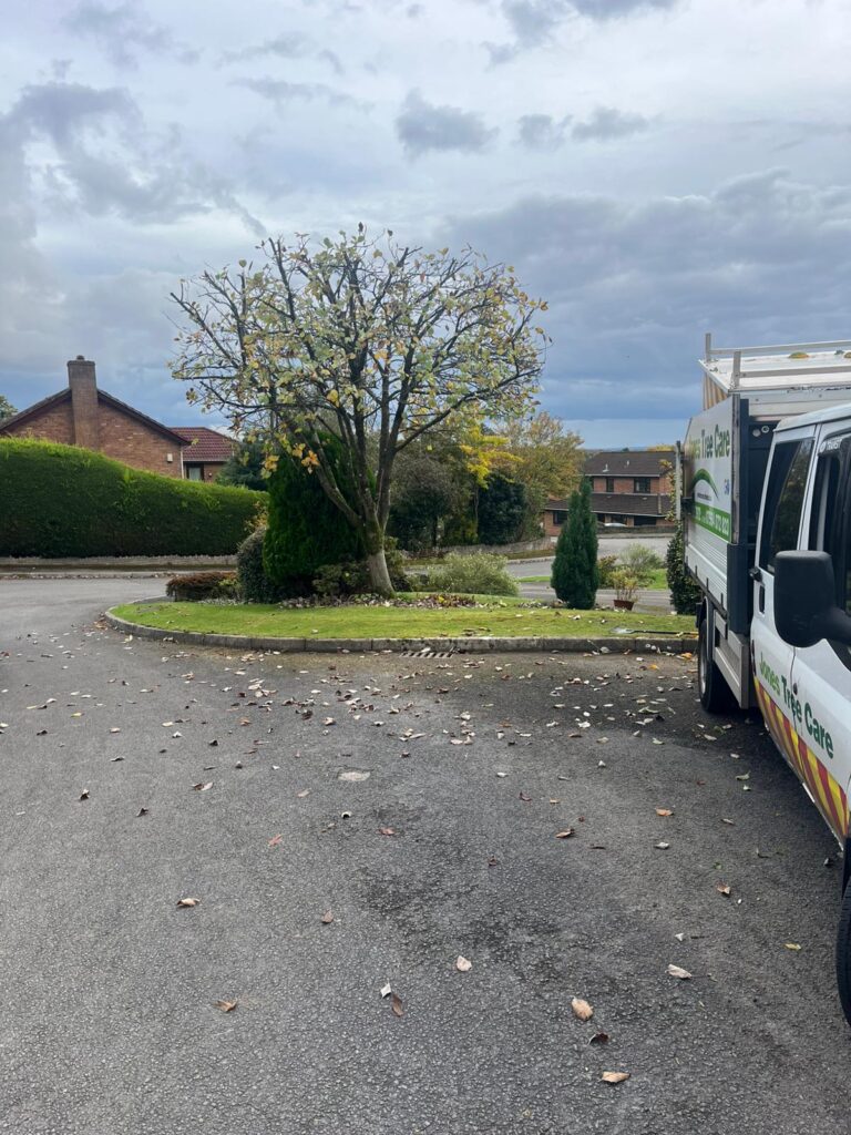 Expert Tree Pruning in Weston Park
