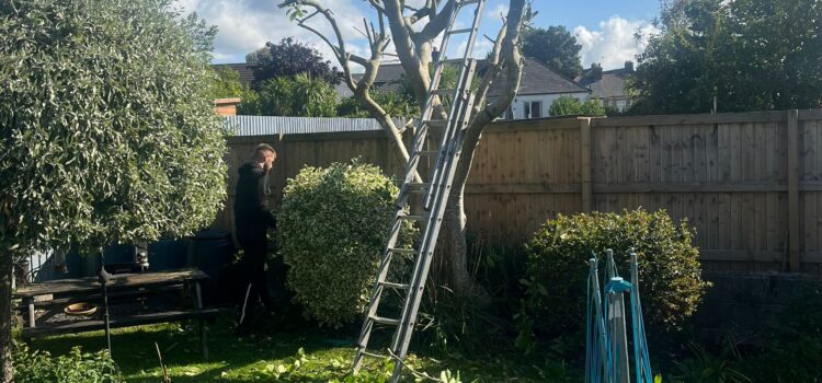 Tree Pruning Services Lichfield