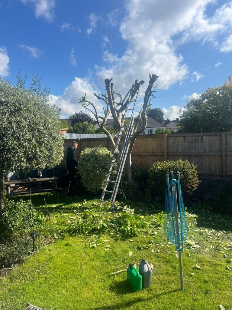 Expert Tree Care in Rodbaston