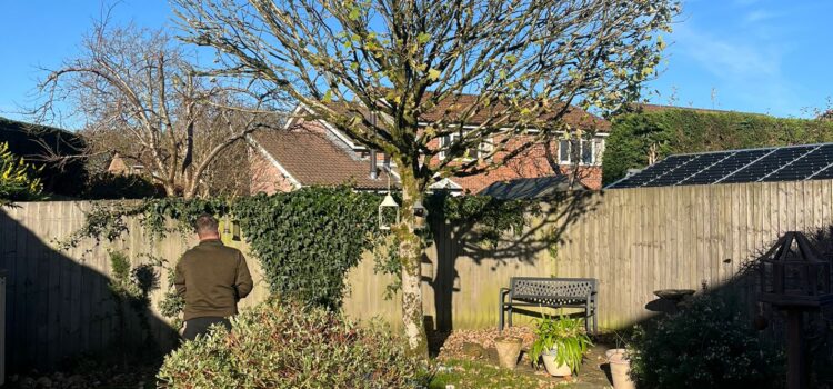 Tree Pruning Services in Halesowen
