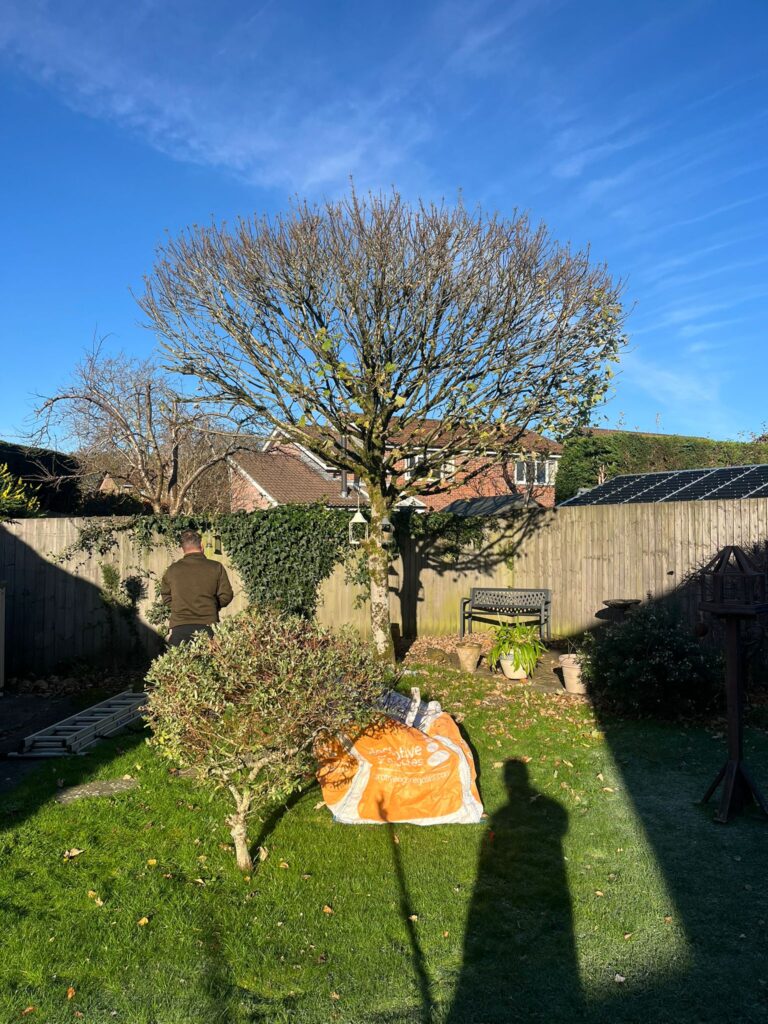 Tree Pruning Services in Halesowen