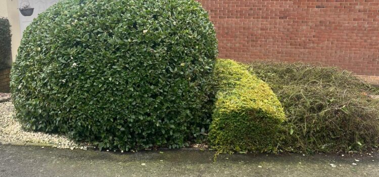 How Much Does Hedge Cutting Cost in Whittington