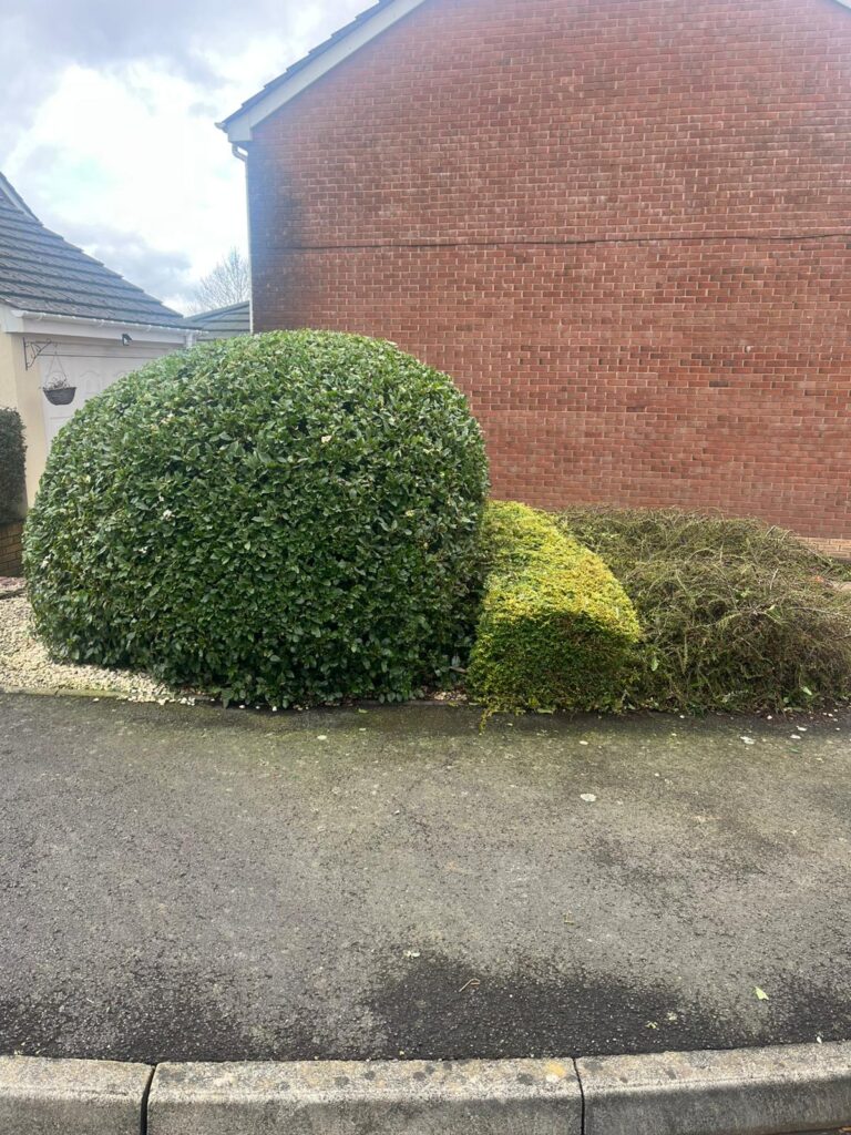 How Much Does Hedge Cutting Cost in Whittington
