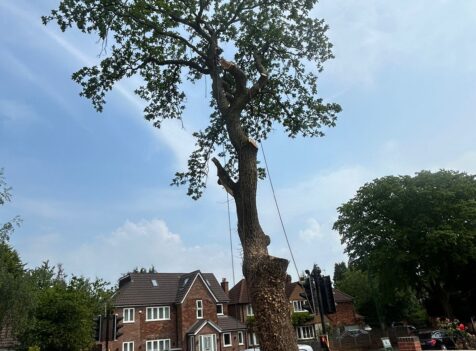 tree surgeons cannock