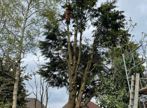 tree surgeons cannock