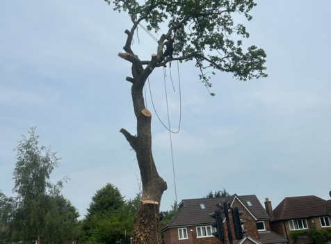 Dangerous Tree Removal in Cannock