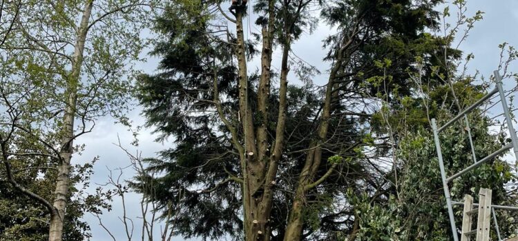 Conifer Tree Reduction in Halesowen