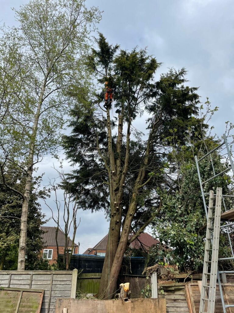 Conifer Tree Reduction in Halesowen