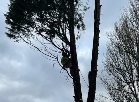 tree surgery Cannock