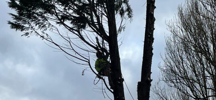 Professional Tree Services in Little Aston