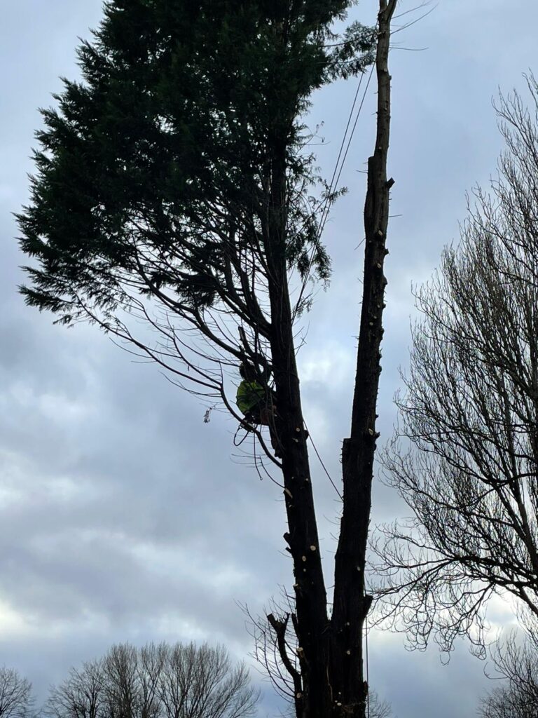 Tree Preservation Orders in Cannock
