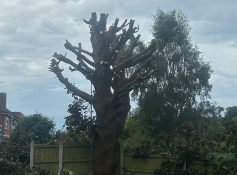 tree surgeons cannock