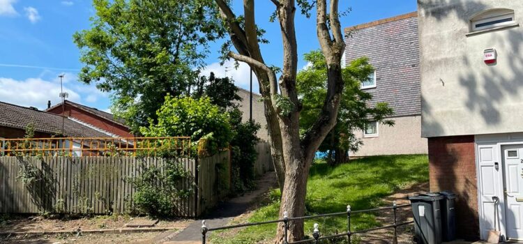 Tree Reduction in Cannock
