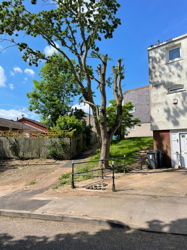 Tree Reduction in Cannock