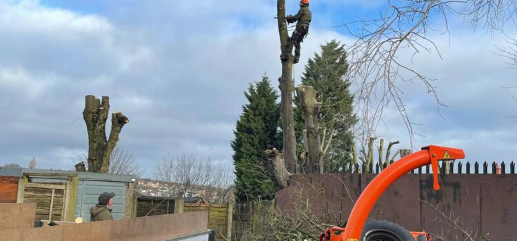 Tree & Hedge Reduction Old Oscott
