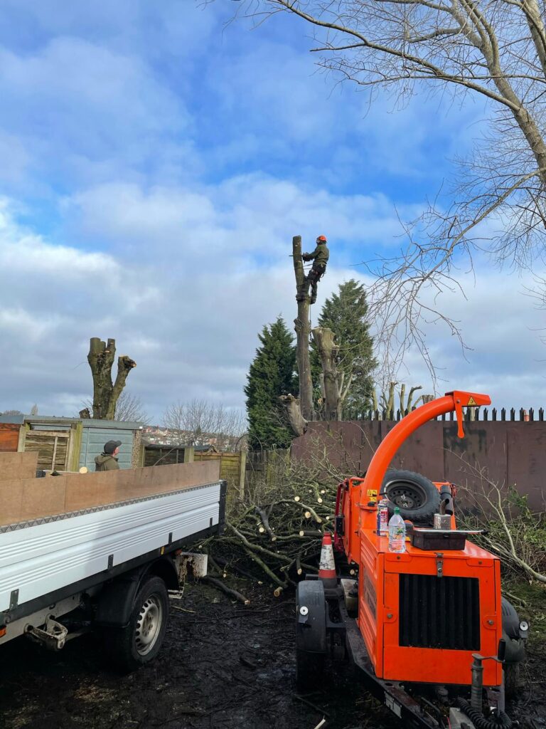 Tree Surgery Tamworth