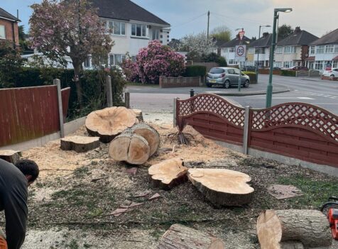 tree surgeons cannock