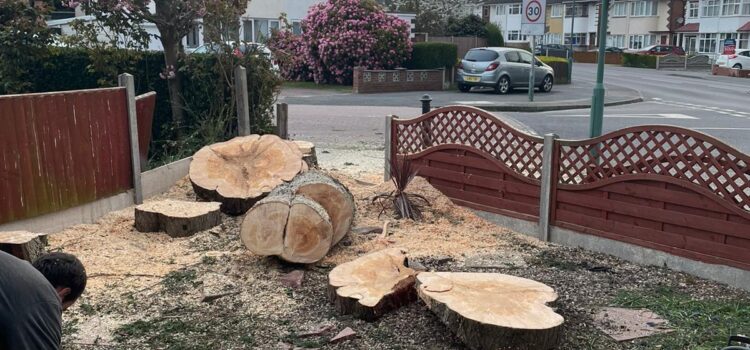 Tree Surgeon Services in Romsley