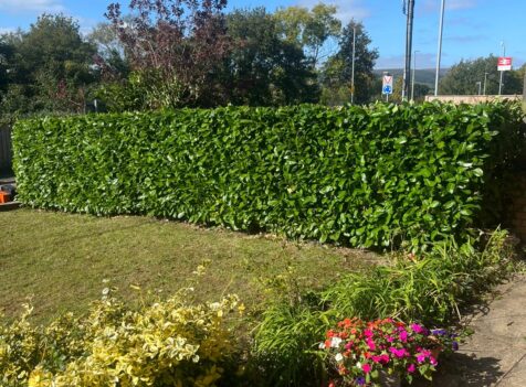 Professional hedge maintenance in Cannock