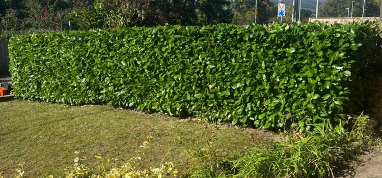Hedge Cutting in Whittington