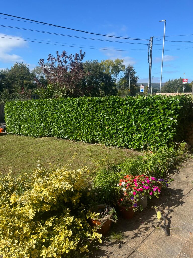Hedge Cutting in Whittington