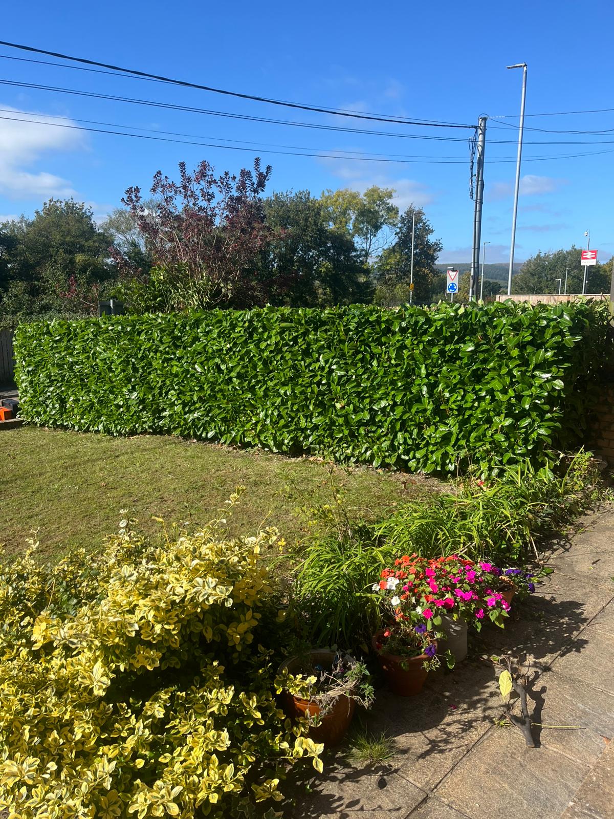 Professional hedge maintenance in Cannock