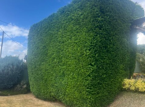 Professional hedge maintenance in Cannock