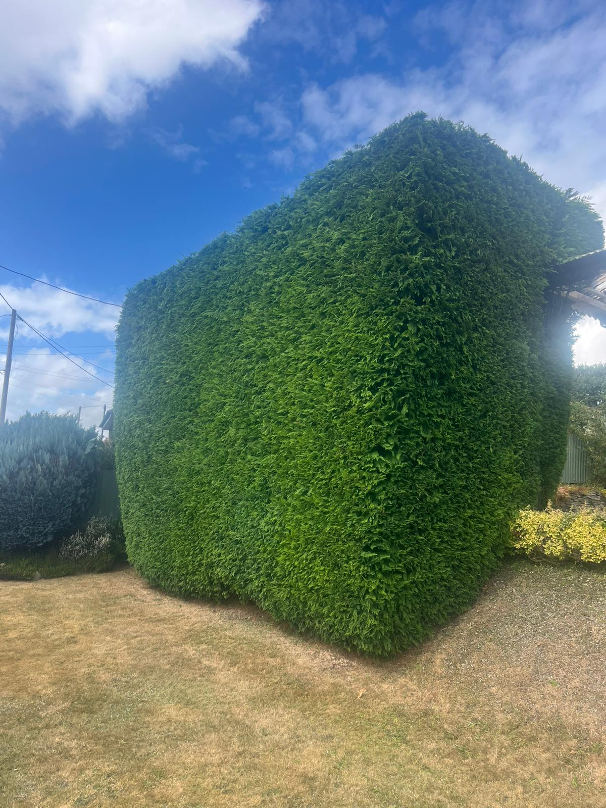 Professional hedge maintenance in Cannock