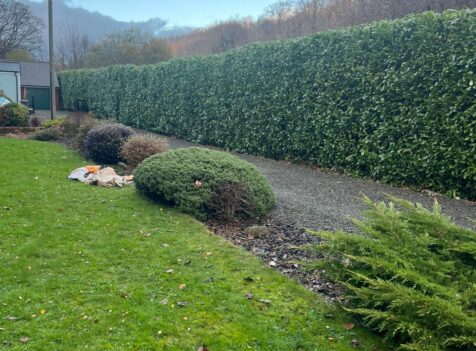 Professional hedge maintenance in Cannock