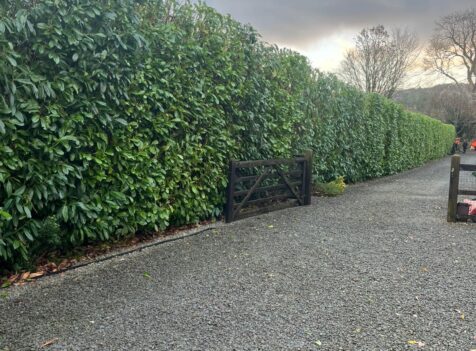 Professional hedge maintenance in Cannock