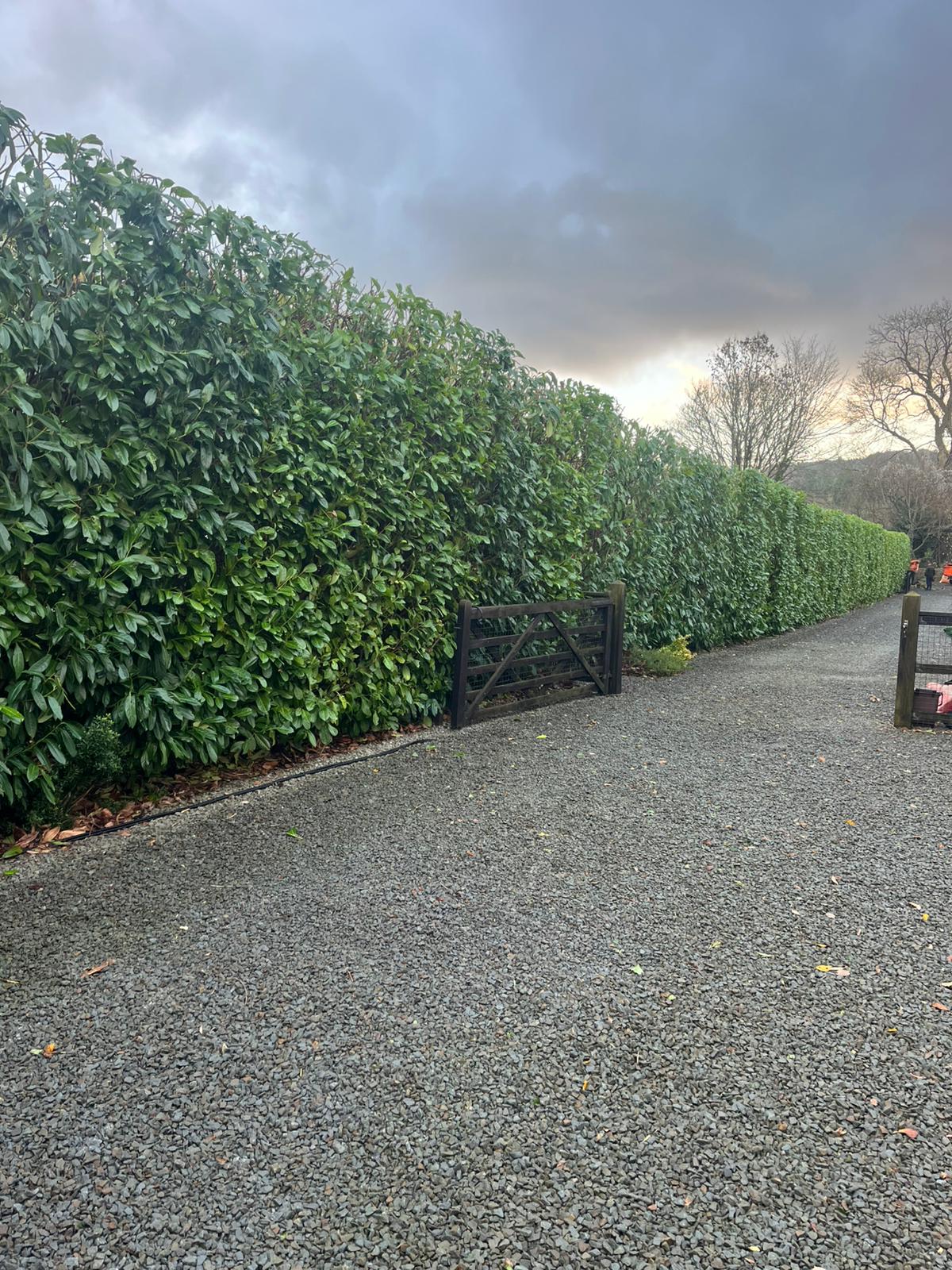 Professional hedge maintenance in Cannock
