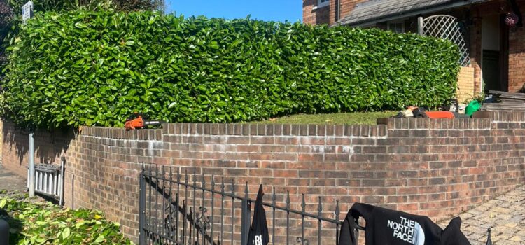 Overgrown Hedge Cutting in Hazelslade