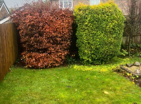 Professional hedge maintenance in Cannock
