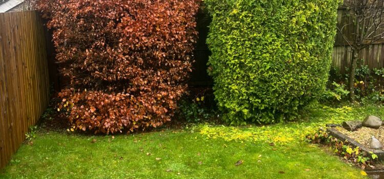 Why Regular Hedge Maintenance Is Essential for Properties in Sutton Coldfield