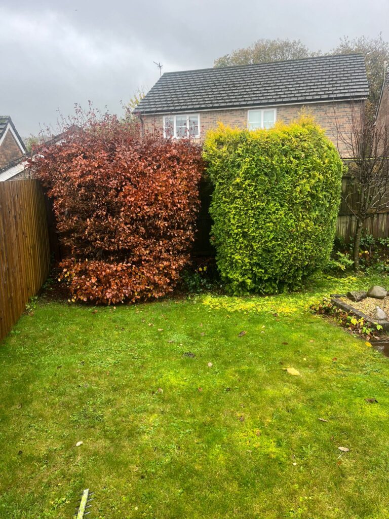 Tree Pruning in Wilnecote