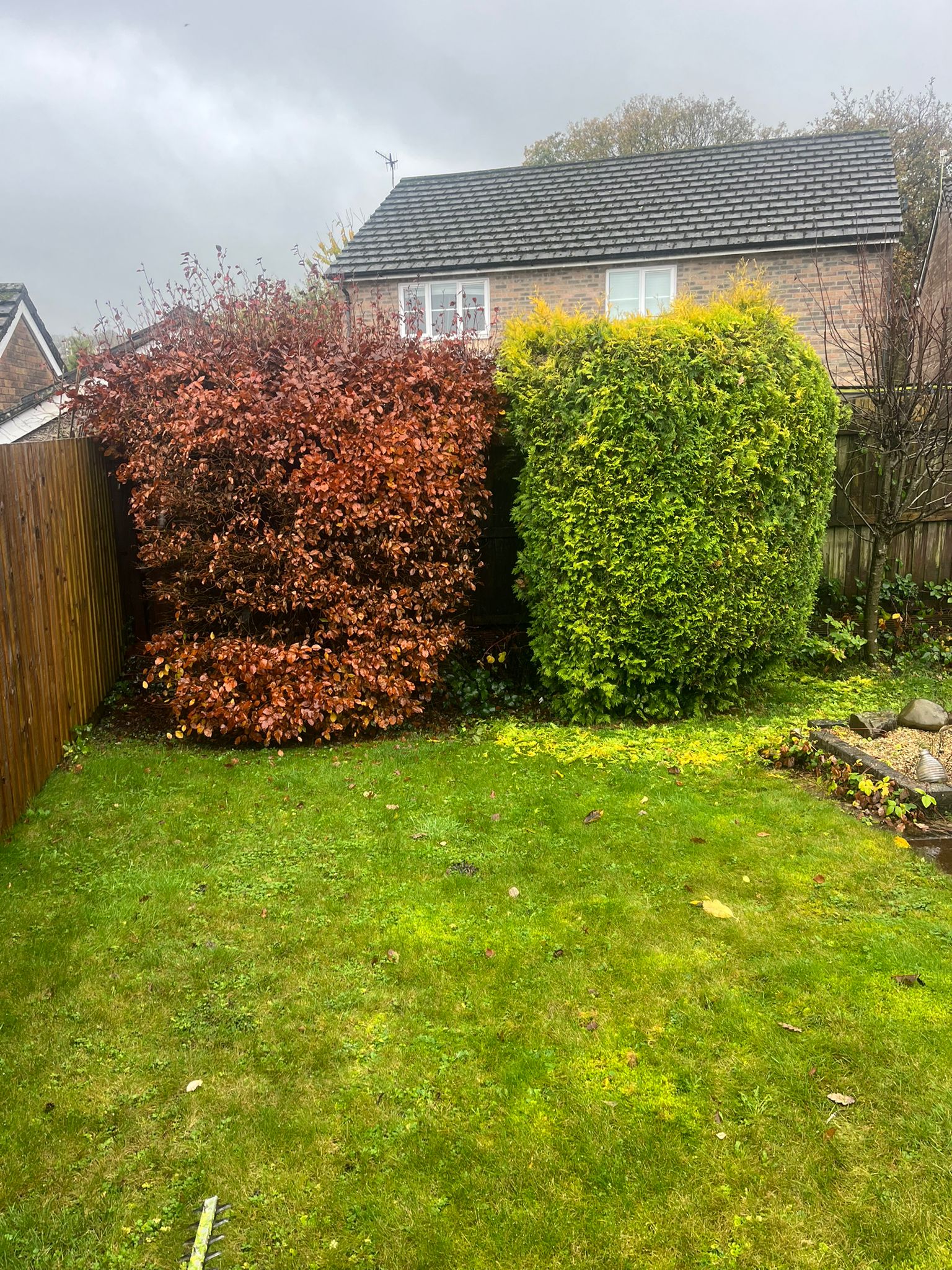 Professional hedge maintenance in Cannock