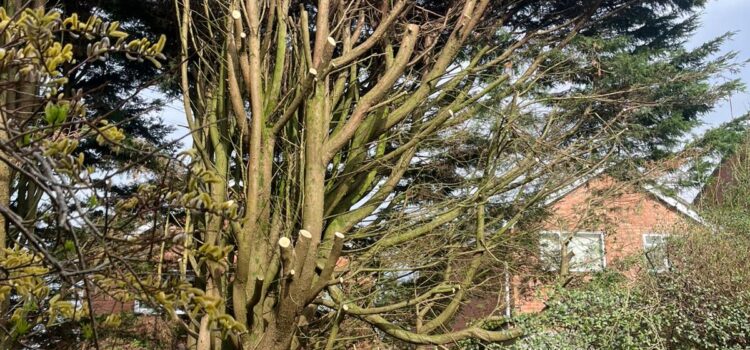 Emergency Tree Removal Services in Cannock