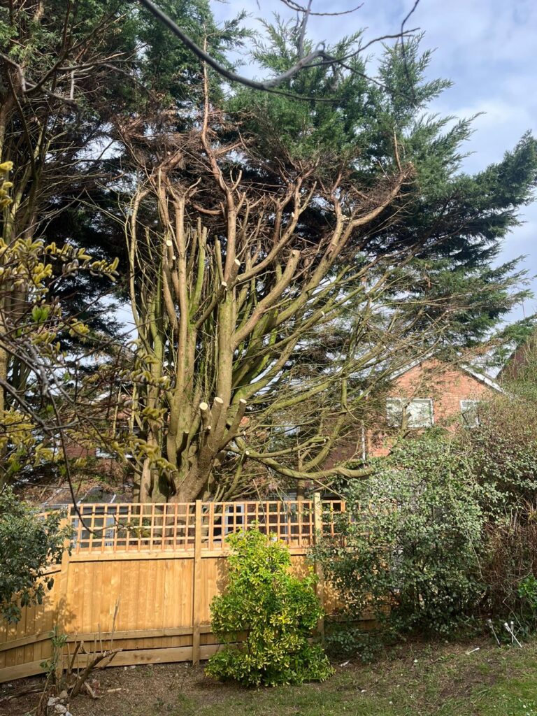 Emergency Tree Removal Services in Cannock