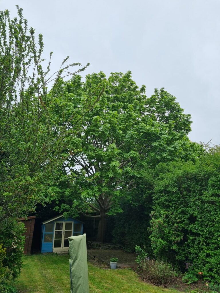 tree hedge reduction Erdington