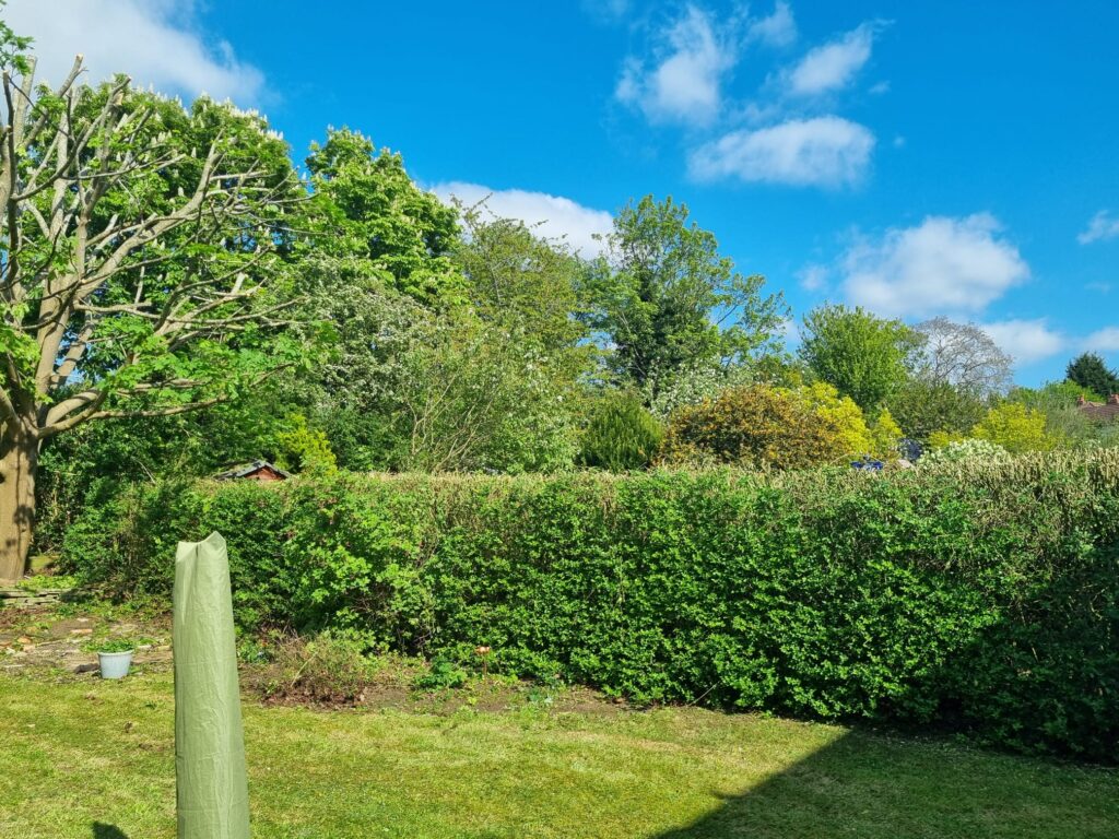 tree hedge reduction Erdington