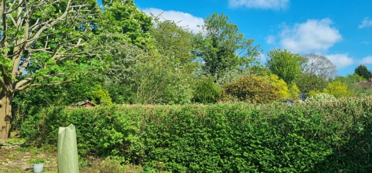Signs Your Hedge Needs Professional Maintenance in Sutton Coldfield