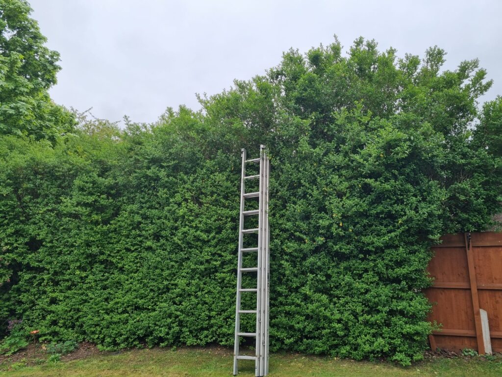 tree hedge reduction Erdington