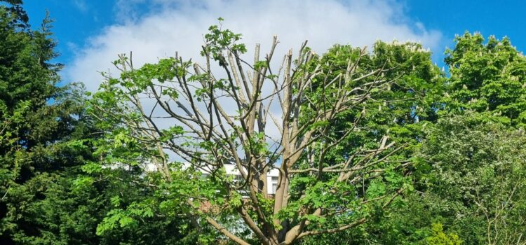 tree hedge reduction Erdington
