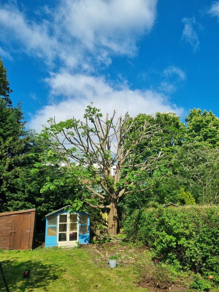 tree hedge reduction Erdington