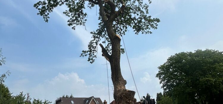 large tree reduction in sutton coldfield