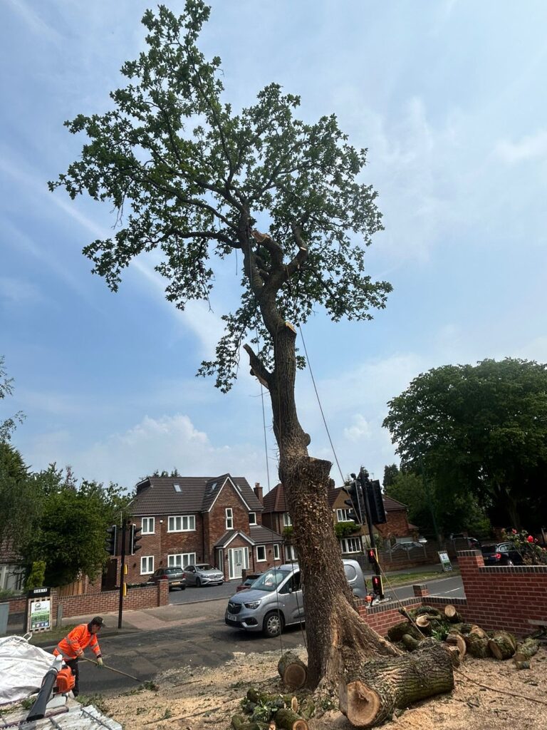 large tree reduction in sutton coldfield