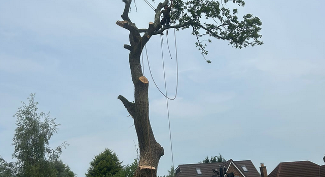 Emergency tree surgery in Sutton coldfield