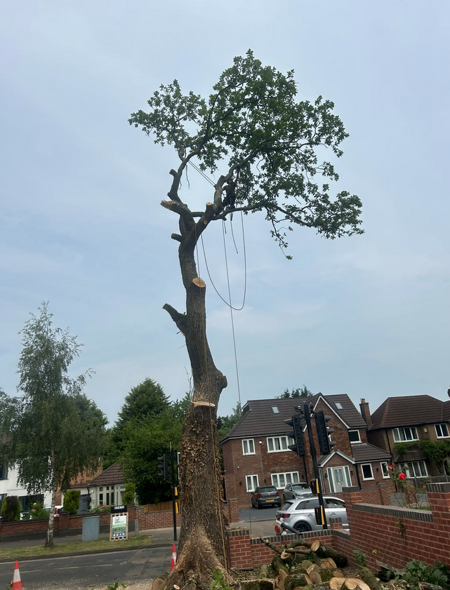 Emergency tree surgery in Sutton coldfield