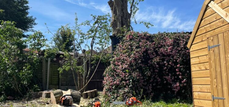 How much Is tree Surgery in Halesowen